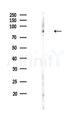 FAM129B Antibody - Western blot analysis of lysates from COLO205 cells(LPS,4h treatment), using FAM129B Antibody at 1/1000 dilution.