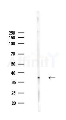 NUP35 Antibody - Western blot analysis of lysates from Mouse liver, using NUP35 Antibody at 1/1000 dilution.