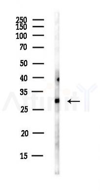 TSPAN33 Antibody - Western blot analysis of lysates from HUVEC cells(UV,30min treatment), using TSPAN33 Antibody at 1/1000 dilution.