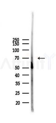 GGT7 Antibody - Western blot analysis of lysates from Rat brain, using GGT7 Antibody at 1/1000 dilution.