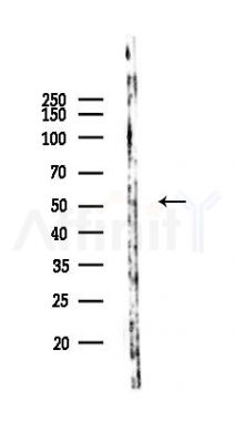 WDR34 Antibody - Western blot analysis of lysates from Mouse lung, using WDR34 Antibody at 1/1000 dilution.