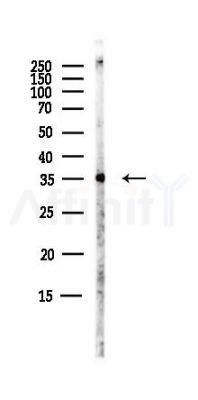 DDAH1 Antibody - Western blot analysis of lysates from B16F10-LUC cells(starvation,24h treatment), using DDAH1 Antibody at 1/1000 dilution.
