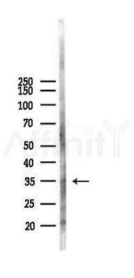 SLC39A11 Antibody - Western blot analysis of lysates from Rat brain, using SLC39A11 Antibody at 1/1000 dilution.
