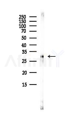 PCGF1 Antibody - Western blot analysis of lysates from 3T3-L1 P6(heat-shock, 45min treatment), using PCGF1 Antibody at 1/1000 dilution.