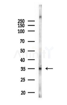RBM7 Antibody - Western blot analysis of lysates from Mouse liver, using RBM7 Antibody at 1/1000 dilution.