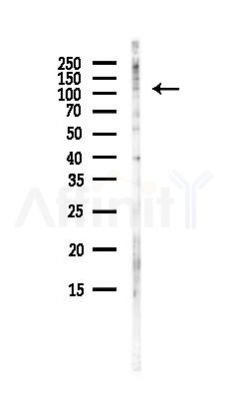 POP1 Antibody - Western blot analysis of lysates from 3T3-L1 P6(heat-shock, 45min treatment), using POP1 Antibody at 1/1000 dilution.