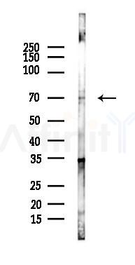 GRHL2 Antibody - Western blot analysis of lysates from Mouse testis, using GRHL2 Antibody at 1/1000 dilution.