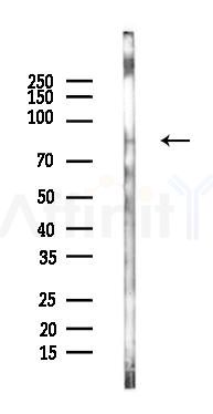 BOP1 Antibody - Western blot analysis of lysates from Mouse testis, using BOP1 Antibody at 1/1000 dilution.