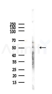 TBC1D21 Antibody - Western blot analysis of lysates from Mouse liver, using TBC1D21 Antibody at 1/1000 dilution.