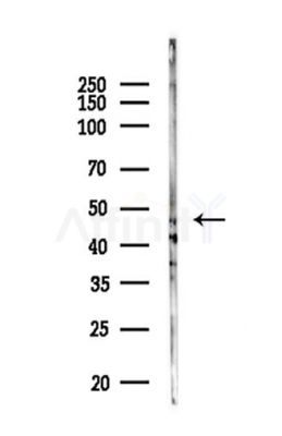 FAM71D Antibody - Western blot analysis of lysates from Mouse liver, using FAM71D Antibody at 1/1000 dilution.
