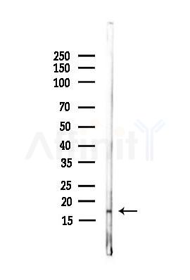 NXNL2 Antibody - Western blot analysis of lysates from PC12 cells, using NXNL2 Antibody at 1/1000 dilution.