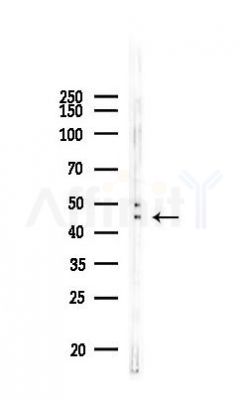 PLEKHO1 Antibody - Western blot analysis of lysates from A375 cells, using PLEKHO1 Antibody at 1/1000 dilution.