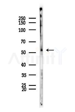 ZNF410 Antibody - Western blot analysis of lysates from Mouse muscle, using ZNF410 Antibody at 1/1000 dilution.