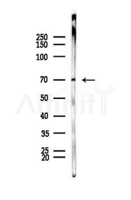EPM2AIP1 Antibody - Western blot analysis of lysates from Mouse muscle, using EPM2AIP1 Antibody at 1/1000 dilution.