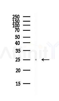 CHMP5 Antibody - Western blot analysis of lysates from PC12 cells(starvation, 24h treatment), using CHMP5 Antibody at 1/1000 dilution.
