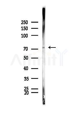 RASGRP4 Antibody - Western blot analysis of lysates from Mouse muscle, using RASGRP4 Antibody at 1/1000 dilution.