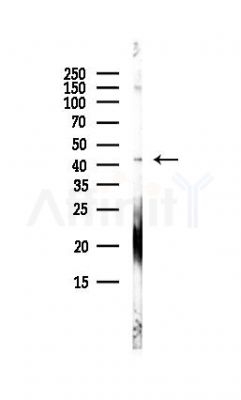 LIAS Antibody - Western blot analysis of lysates from HepG2 cells(LPS, 4h treatment), using LIAS Antibody at 1/1000 dilution.