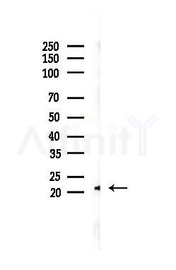 MZB1 Antibody - Western blot analysis of lysates from PC12 cells, using MZB1 Antibody at 1/1000 dilution.