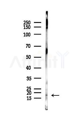 NDUFA12 Antibody - Western blot analysis of lysates from Mouse muscle, using NDUFA12 Antibody at 1/1000 dilution.