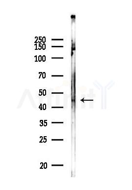 ACTL8 Antibody - Western blot analysis of lysates from A375 cells, using ACTL8 Antibody at 1/1000 dilution.