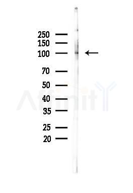 NSMAF Antibody - Western blot analysis of lysates from PC12 cells, using NSMAF Antibody at 1/1000 dilution.