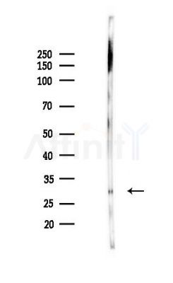 NSMCE1 Antibody - Western blot analysis of lysates from Mouse liver, using NSMCE1 Antibody at 1/1000 dilution.