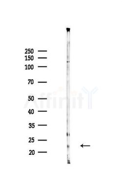 SNX12 Antibody - Western blot analysis of lysates from Mouse liver, using SNX12 Antibody at 1/1000 dilution.