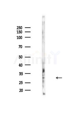 BPGM Antibody - Western blot analysis of lysates from Mouse liver, using BPGM Antibody at 1/1000 dilution.