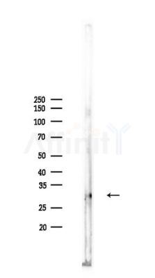 BPGM Antibody - Western blot analysis of lysates from PC12 cells, using BPGM Antibody at 1/1000 dilution.
