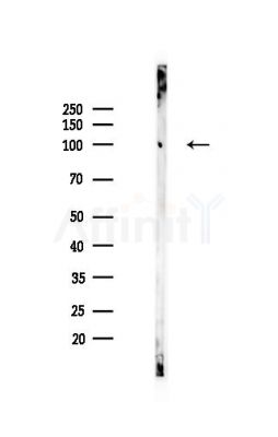 PTGFRN Antibody - Western blot analysis of lysates from Mouse liver, using PTGFRN Antibody at 1/1000 dilution.
