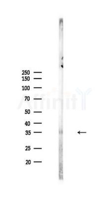 ZPBP Antibody - Western blot analysis of lysates from PC12 cells, using ZPBP Antibody at 1/1000 dilution.