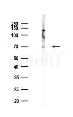 HSF5 Antibody - Western blot analysis of lysates from COLO205 cells(heat-shock,45min treatment), using HSF5 Antibody at 1/1000 dilution.