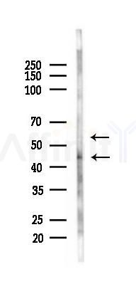 GTF2E1 Antibody - Western blot analysis of lysates from Rat testis, using GTF2E1 Antibody at 1/1000 dilution.