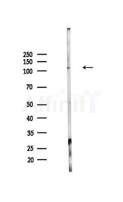 HERC3 Antibody - Western blot analysis of lysates from Mouse liver, using HERC3 Antibody at 1/1000 dilution.