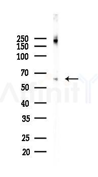 INSC Antibody - Western blot analysis of lysates from Mouse lung, using INSC Antibody at 1/1000 dilution.