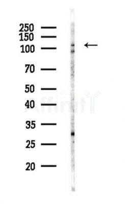 DENND1A Antibody - Western blot analysis of lysates from Mouse brain, using DENND1A Antibody at 1/1000 dilution.