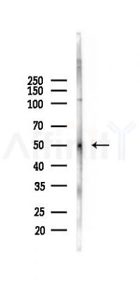 CHRDL1 Antibody - Western blot analysis of lysates from Mouse lung, using CHRDL1 Antibody at 1/1000 dilution.