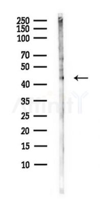 PAAF1 Antibody - Western blot analysis of lysates from B16F10-LUC cells(starvation,24h treatment), using PAAF1 Antibody at 1/1000 dilution.