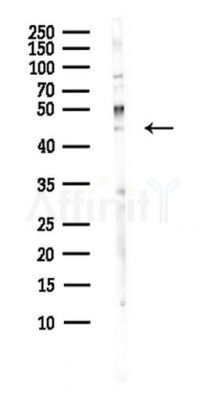 WDR73 Antibody - Western blot analysis of lysates from Hela cells(heat-shock,45min treatment), using WDR73 Antibody at 1/1000 dilution.