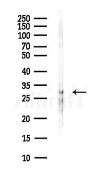 C1orf43 Antibody - Western blot analysis of lysates from Hela cells(heat-shock,45min treatment), using C1orf43 Antibody at 1/1000 dilution.