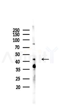 AS3MT Antibody - Western blot analysis of lysates from Mouse lung, using AS3MT Antibody at 1/1000 dilution.