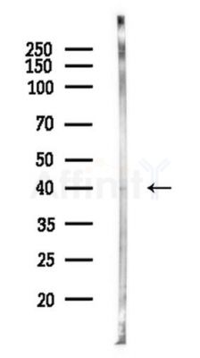 PRMT6 Antibody - Western blot analysis of lysates from Rat liver, using PRMT6 Antibody at 1/1000 dilution.