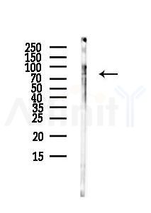 SIGLEC11 Antibody - Western blot analysis of lysates from HUVEC cells(UV,30min treatment), using SIGLEC11 Antibody at 1/1000 dilution.
