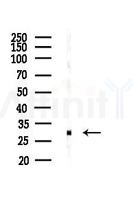 TMEM38B Antibody - Western blot analysis of lysates from Mouse liver, using TMEM38B Antibody at 1/1000 dilution.