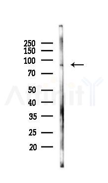 TTC39B Antibody - Western blot analysis of lysates from Mouse lung, using TTC39B Antibody at 1/1000 dilution.