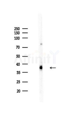 HSD17B7 Antibody - Western blot analysis of lysates from Mouse liver, using HSD17B7 Antibody at 1/1000 dilution.