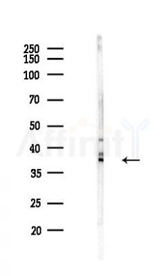 HSD17B7 Antibody - Western blot analysis of lysates from Hela cells(LPS,4h treatment), using HSD17B7 Antibody at 1/1000 dilution.