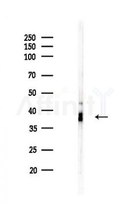 HSD17B7 Antibody - Western blot analysis of lysates from COLO205 cells(LPS,4h treatment), using HSD17B7 Antibody at 1/1000 dilution.