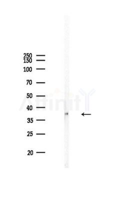 HSD17B7 Antibody - Western blot analysis of lysates from PC12 cells, using HSD17B7 Antibody at 1/1000 dilution.
