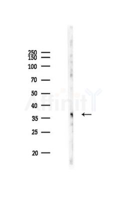 RIC3 Antibody - Western blot analysis of lysates from PC12 cells, using RIC3 Antibody at 1/1000 dilution.